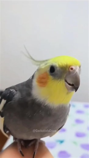 Cute Cockatiels Singing and Showing Tricks — Cute Pet Bird Moments