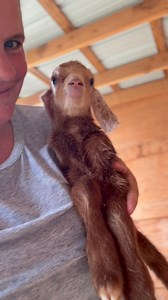 A little sneak peek at one of our newest arrivals 💕 | Puget Sound Goat Rescue