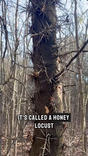 This tree is crazy! 🤯 #weirdbutcool #thorns #honeylocust #cool #viral #shorts #creepy #tree