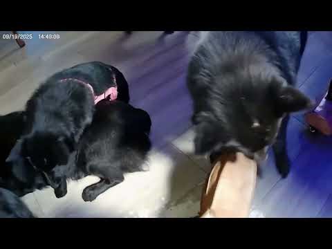 Coming & Going - September 19th (Adoptable NOW, and They're Housebroken, see the Description)