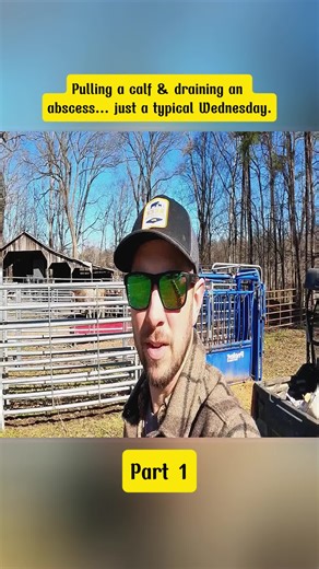 Pulling a calf & draining an abscess... just a typical Wednesday. #FarmVet #CowCare #DairyAnimalHealth #part1