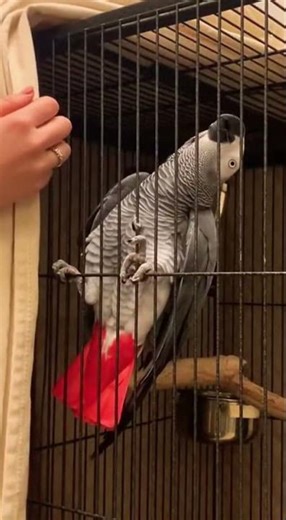 Parrot's Dramatic Bedtime Tantrum