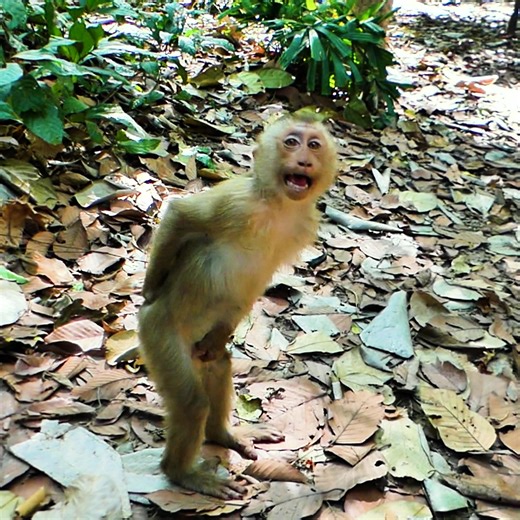Adorable Little Monkey Tinky Stands on Two Legs
