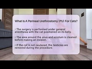 What Is A Perineal Urethrostomy (PU) For Cats? - Ask A Pet Vet