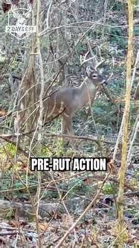 WHITETAIL PRERUT: Signs of the imminent RUT. #landmanagement #wildlife #deerhunting #deermanagement