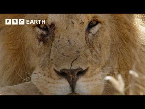 The Extraordinary Animal Kingdom Of Africa | BBC Earth | BBC Studios