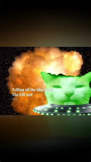 alien cat #cat #catmeme #catmemes #catmemesfunny