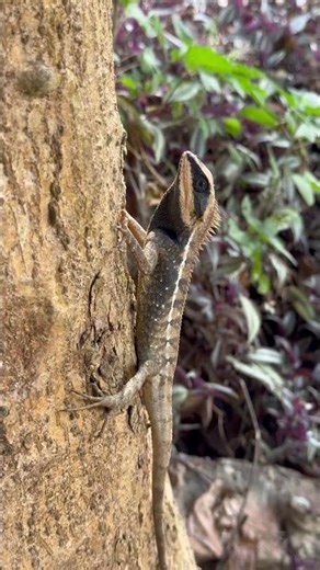Tree lizard