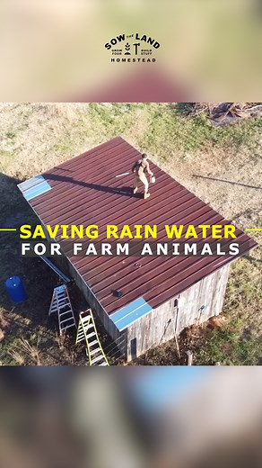 7.5K views · 160 reactions | Saving Rain Water for Farm Animals/ Back Up to Our Well Water #Rain #WATER #Saving #Animals #BACKUP #WELL #Farming #SOWTHELAND | Sow the Land | Facebook