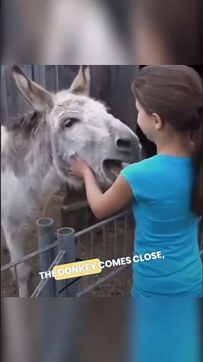 Donkey & Girl Reunite: A Bond Like No Other 🐴💖