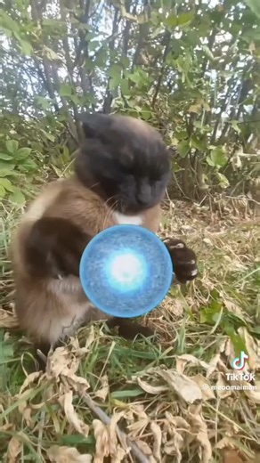 @Rydernxtdoor22_ #goku#edit#DBZ#DBZS