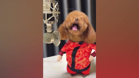 This Puppy’s Goofy Behavior Will Make You Laugh! | Funny Animal Video