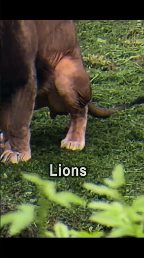 Apex Predators POOP ! #lion #cat #youtubeshorts #animals #predator