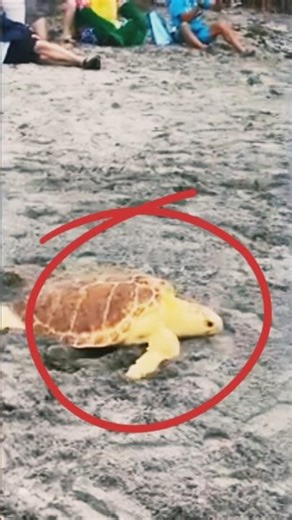 “Wait for End don’t scroll this moment”😱🫡 #shorts