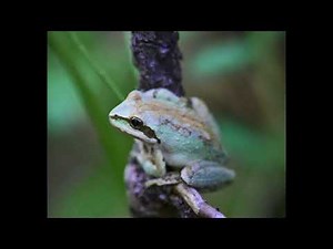Night Frog Sounds | Sierran Chorus Frog Night Song | California Frogs at Night | Pacific Tree Frog