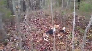 3.7K views · 61 reactions | Catron's kennel is where you'll find those rabbit dogs. #rabbitdogs #topnotchrabbitdogs | Catron's Kennel | Facebook