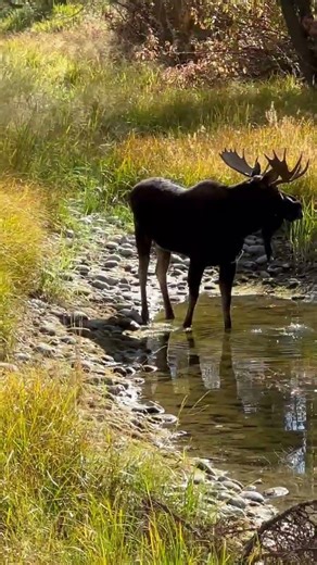 Wyoming moose!!! #moose #hunting #deer