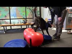 TTA (Tibial Tuberosity Advancement) surgery one week post-op