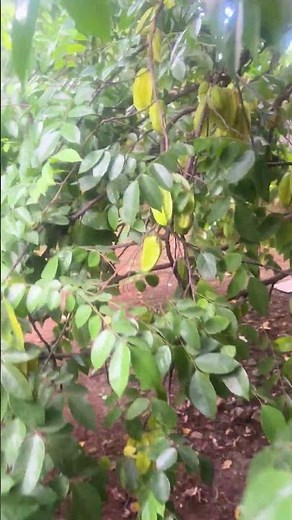 Star Fruit (Carambola)
