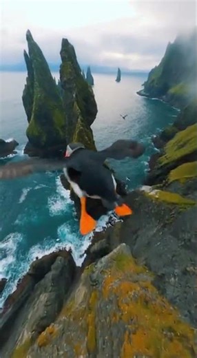 POV Puffin Flight Over Misty Cliffs An Epic Coastal Journey