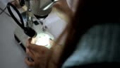 Woman learns behaviour of insects under magnifying glass. Specialist...