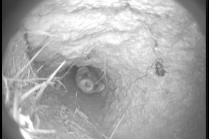 Happy Ferret Friday Folks! Short grass prairie 8 ft underground Looking for the Beast in the Burrow! | National Black-footed Ferret Conservation Center