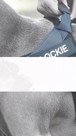 EzyDog 秒穿胸背帶有很多顏色‼ 這邊逛👉 https://lihi.work/OKk35 寵物展熱銷NO.1🔥穿上立即打包 『澳洲EzyDog秒穿胸背帶』 帶領毛孩穿上多功能快速簡單穿法及舒適感 更具獨家設計客製化側貼穿出毛孩個人特色 ✅2秒快速穿戴，簡單快速 ✅舒適前胸織帶，狗體工學包覆感 ✅羽量設計，獨特客制化側貼 ✅矽膠把手，抑菌好握 ✨多色任選，讓我每天都是獨一無二✨ 快速穿上毛孩時尚、輕盈包覆超舒適💯 快來逛逛 👉 https://lihi.work/OKk35 | EzyDog Taiwan