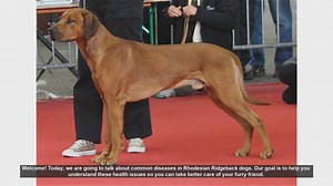 Common Health Issues in Rhodesian Ridgeback Dogs