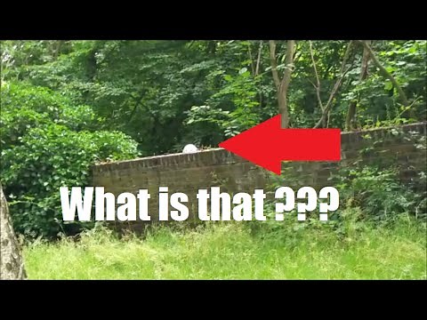 [REAL] Mothman Sighting in the Forest !!!