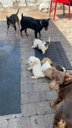 Malshi Puppies Meet Miniature Pinschers For The First Time! #shorts