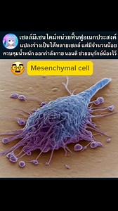 Mesenchymal stem cell (MSC) เซลล์ต้นกำเนิดเนื้อเยื่อเกี่ยวพัน มีจำนวนน้อยมาก แต่แปลงร่างเป็นได้หลากหลาย เป็นเซลล์ตับ/เซลล์ไขมัน/เซลล์กระดูก ฯลฯ เพื่อฟื้นฟู และต้านอักเสบ น้องชอบแวดล้อมที่อักเสบน้อยๆ เช่น ออกกำลังกาย นอนดี ไม่อ้วน ไม่มีดื้ออินซูลิน #วิทยาศาสตร์ #ชีววิทยา #ความรู้ #สุขภาพดี | Tensia