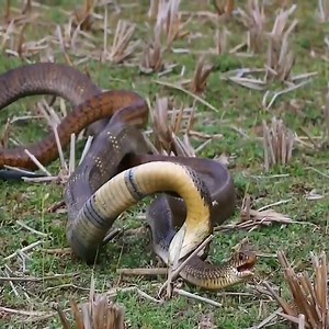 949K views · 10K reactions | King Cobra eats Rat Snake | Mobile Revenue | Facebook