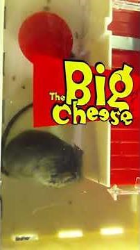 The Big Cheese Mousetrap
