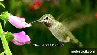 Hummingbirds Can Fly Backwards. on Make a GIF