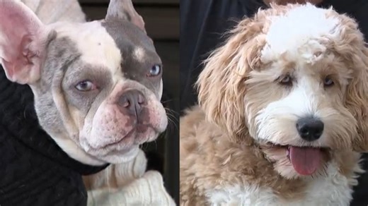 Local dogs still in the running to be crowned America’s favorite pet