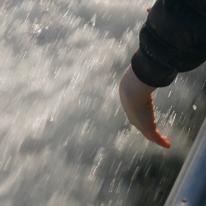 Kangaroo Island, where every turn leads to something unexpected and simple moments become unforgettable. Book the ferry and save 25% on vehicle fares for travel between 1 June 2026 and 31 August 2026. But hurry, this offer ends 4 December 2025 and is limited to the first 250 vehicle bookings. *T&Cs apply. | SeaLink Kangaroo Island