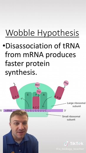 Understanding the Wobble Hypothesis in Genetics