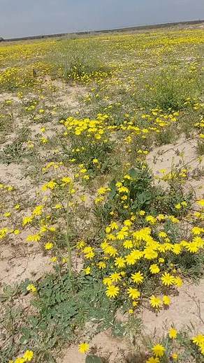 Stunning Yellow Flower Field on a Sunny Day