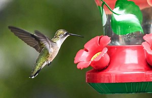 Hummingbird migration map reveals new locations across US