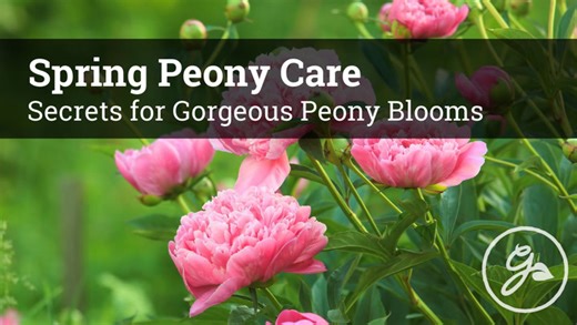 How to care for peonies