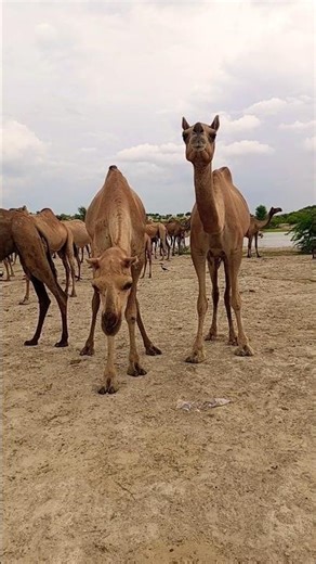 Funny Camel Showing Teeth 😁🐪 | Hilarious Desert Moment#short