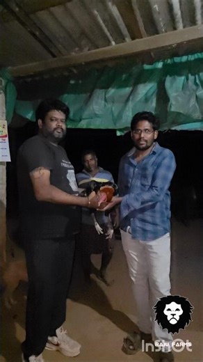 భీమవరం కోడిపుంజులు Breeder from king of the ring Bobby rohit annaya