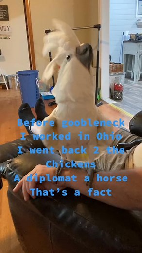 I’m perfect #fyp #subtitles #perfect #cockatoo #parrot #talkingparrot #buster #imperfect | Busterrthecockatoo