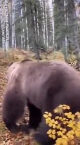 49K views · 119 reactions | A huge grizzly bear suddenly attacks in the forest #grizzlyattack #wildlife #caughtoncamera #viralvideo #shockingmoment | Lifeline Souls | Facebook