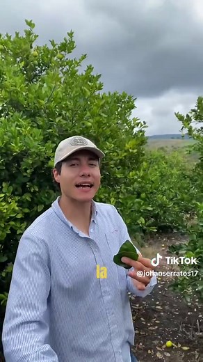 Partes de la Hoja: Una Guía Agronómica