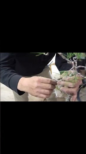 【赤松】個性を見抜いて（a Japanese red pine）