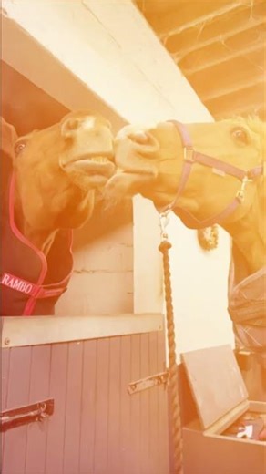 HORSE Moments That Will Melt Your Heart #horse #funnyhorse #shorts