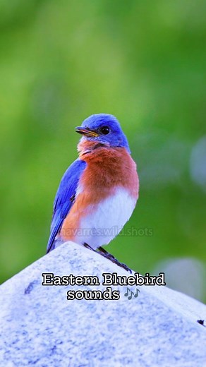 Navarre Marshall on Instagram: "Eastern Bluebird sounds 🎶 This vibrant bird is possibly the cutest of the thrush family. However, their calls don't necessarily resemble the rest of the thrushes. Their notes are shorter and more random than the melodic flute-like songs of other thrushes. Both males and females sing, but the male is the more vocal of the two. #easternbluebird #birdsounds #birdcalls #shotoncanon #canonusa #best_birds_of_ig @canonusa @pbsnature @birdsonearth @cornellbirds @merlin.b