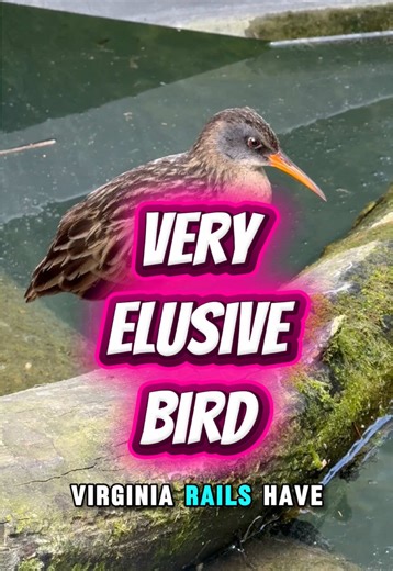 This bird is built to vanish in plain sight. The Virginia Rail (Rallus limicola), found across North American wetlands, has an extremely laterally compressed body that lets it pass through dense reeds almost invisibly. This body shape allows rails to exploit marsh habitats most birds can’t use, reducing competition while staying hidden from predators. Share this with a marsh bird fan and save it for your next wetland deep-dive. #VirginiaRail #MarshBirds #LivingDinosaurs