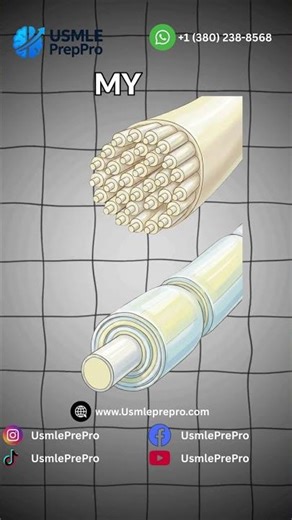 Gray Matter vs. White Matter: Essential Brain Anatomy for USMLE | USMLE PrepPro